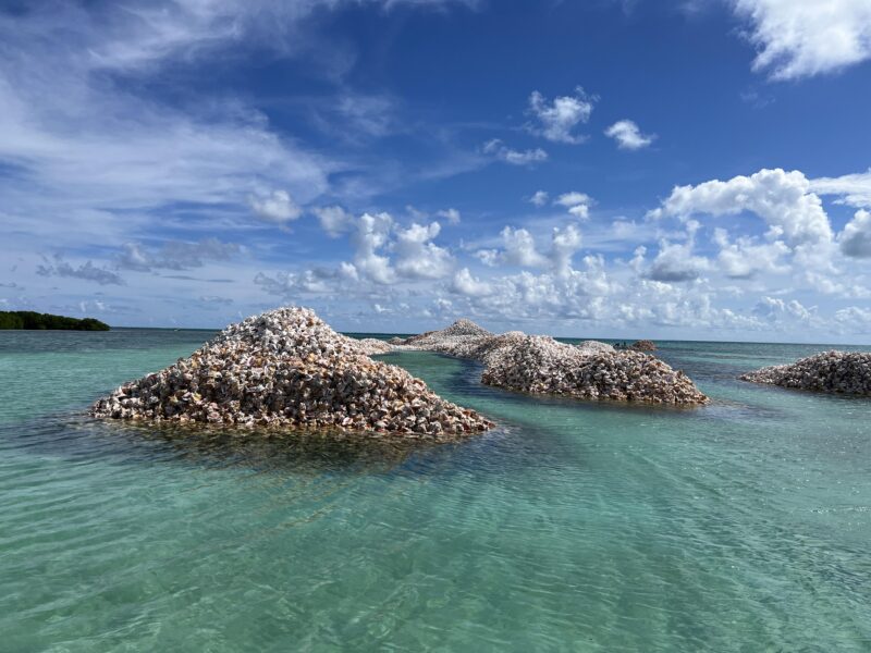 Conch,Island,On,Anegada,British,Virgin,Islands,,Where,Conch,Shells