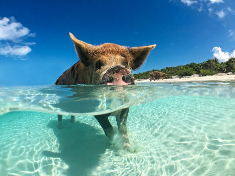 Wild,,Swimming,Pig,On,Big,Majors,Cay,In,The,Bahamas.