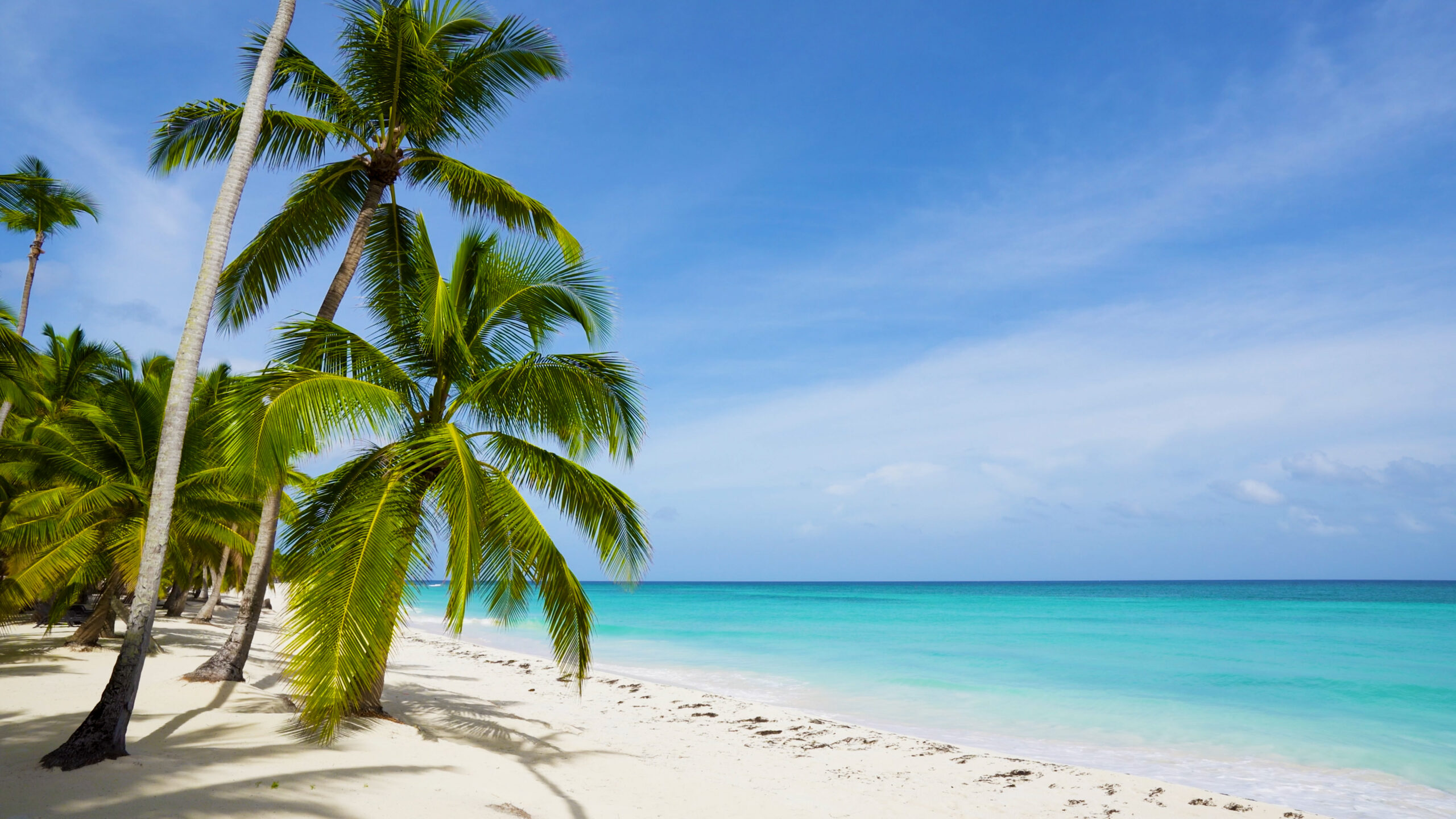 Bahamas,Palms,Beach,Landscape.,Clear,Blue,Sea,And,White,Sand.